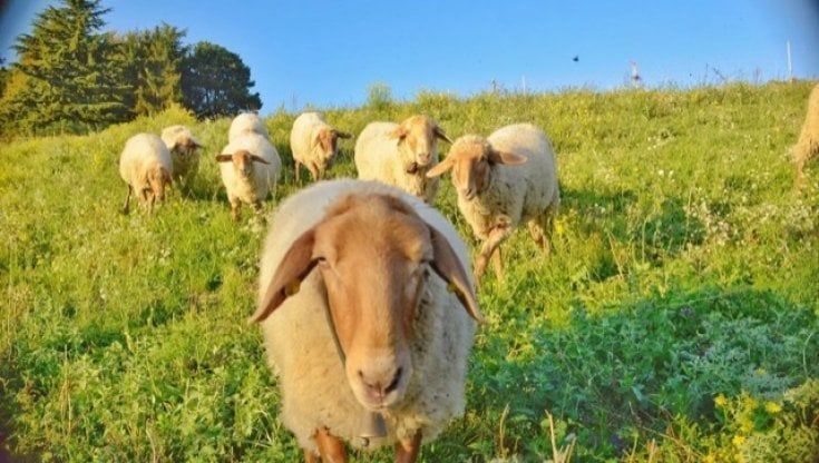 Pecora Brogna Lessinia Valpolicella