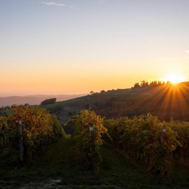 Verona Wine Web 2024