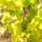 Wine in Valpantena