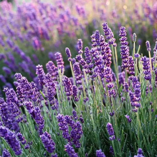 Festa della Lavanda