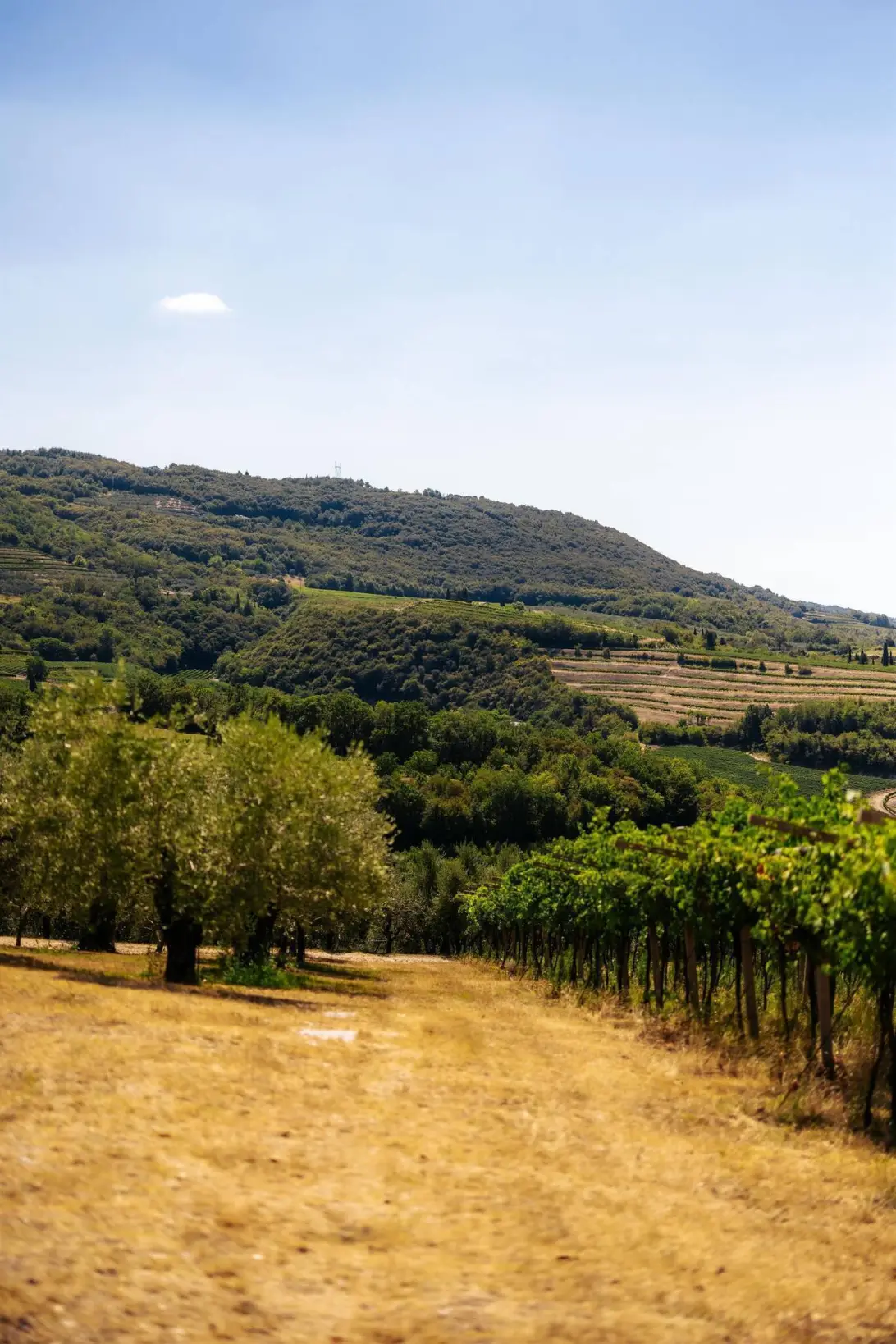 Tenuta Costa Arente  Valpantena Valpolicella