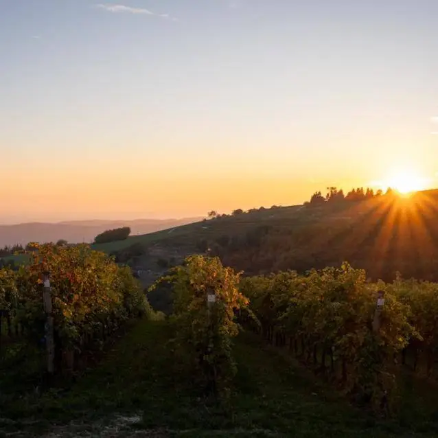 Verona Wine Web 2024 