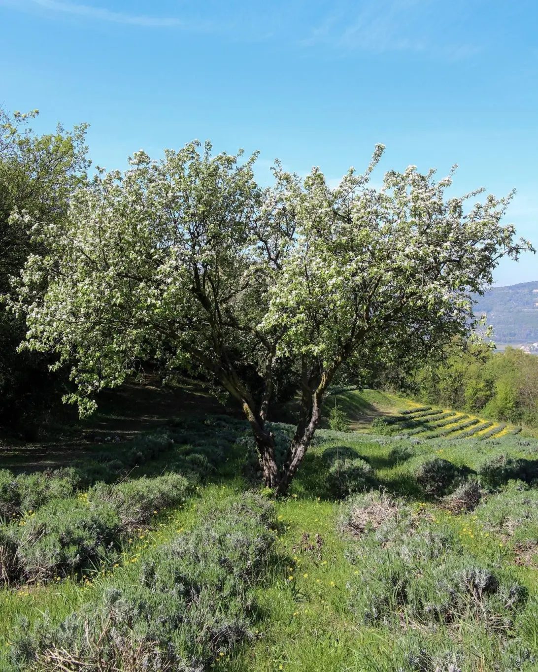 Olio Pernigo Valpantena Valpolicella