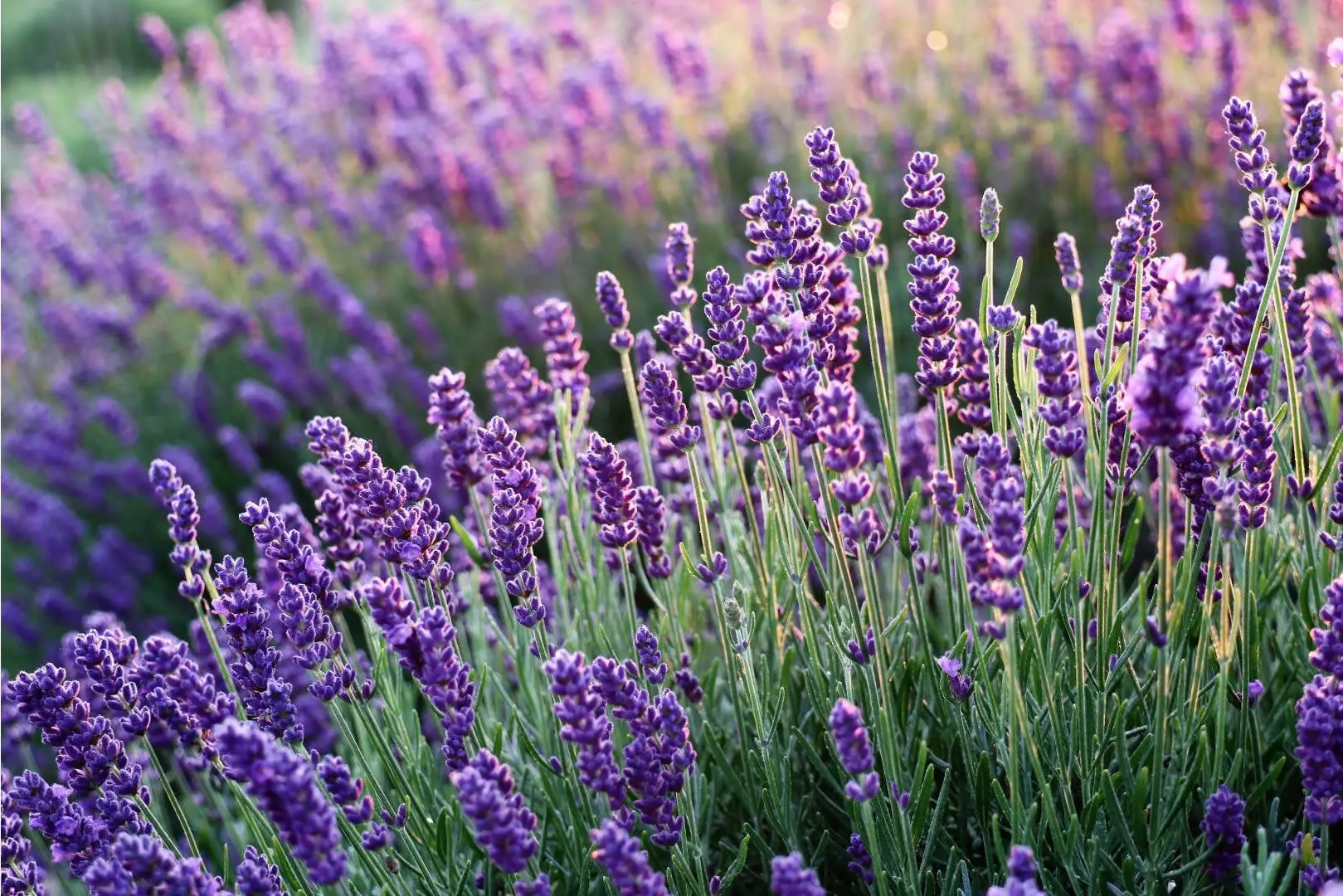images/Lavanda.jpg#joomlaImage://local-images/Lavanda.jpg?width=1619&amp;height=1080