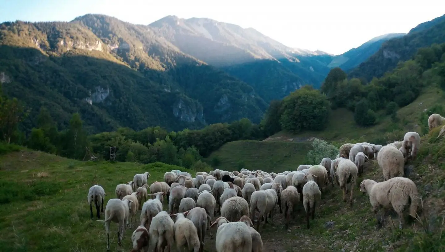 Pecora Brogna Lessinia Valpantena Valpolicella