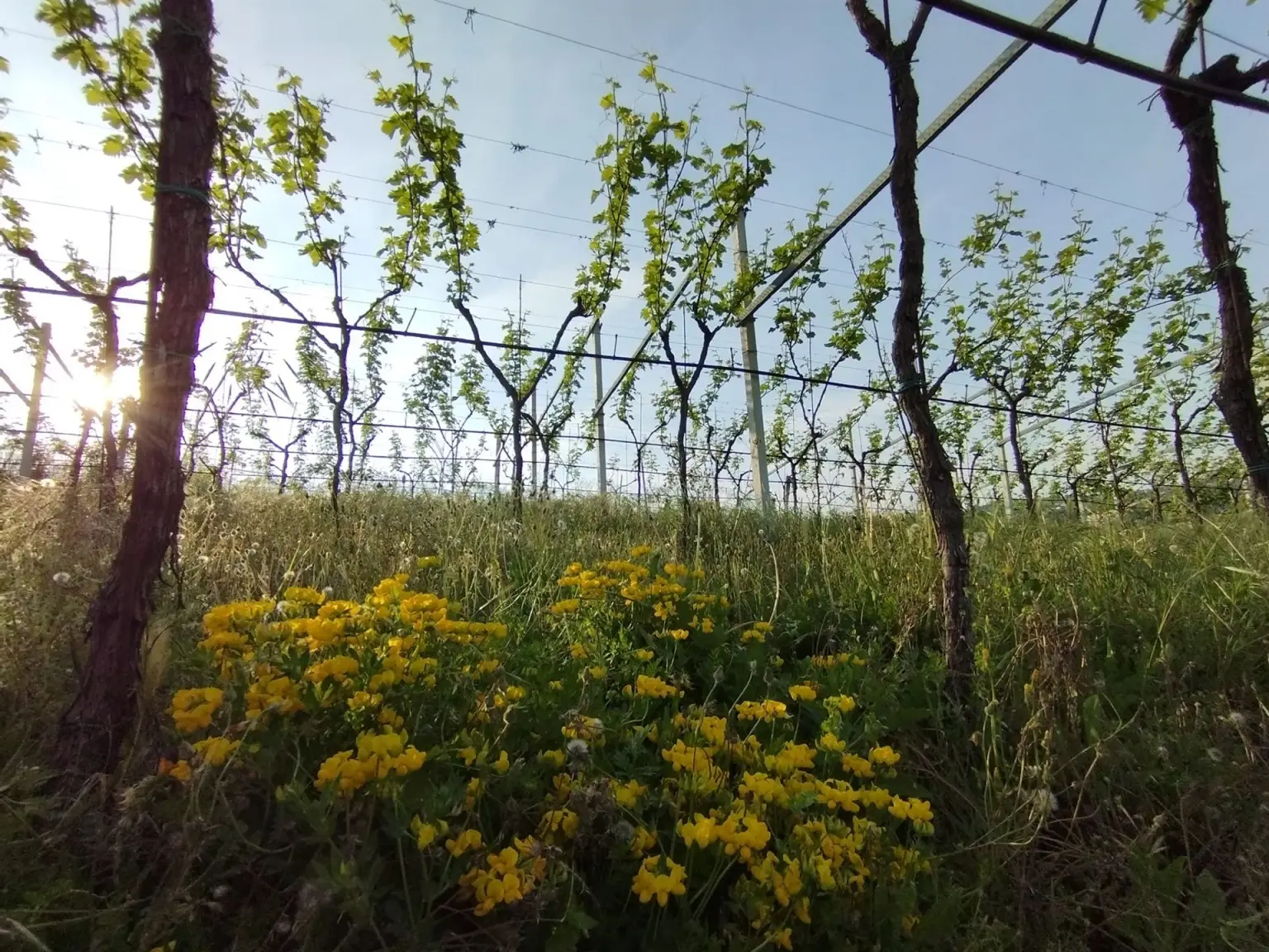 Bellalasta Valpantena