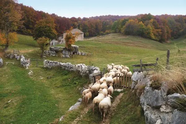 Pecora Brogna della Lessinia